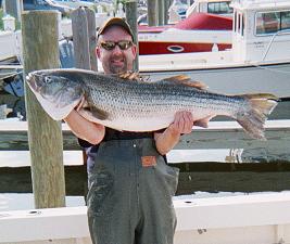 40 lb Striper